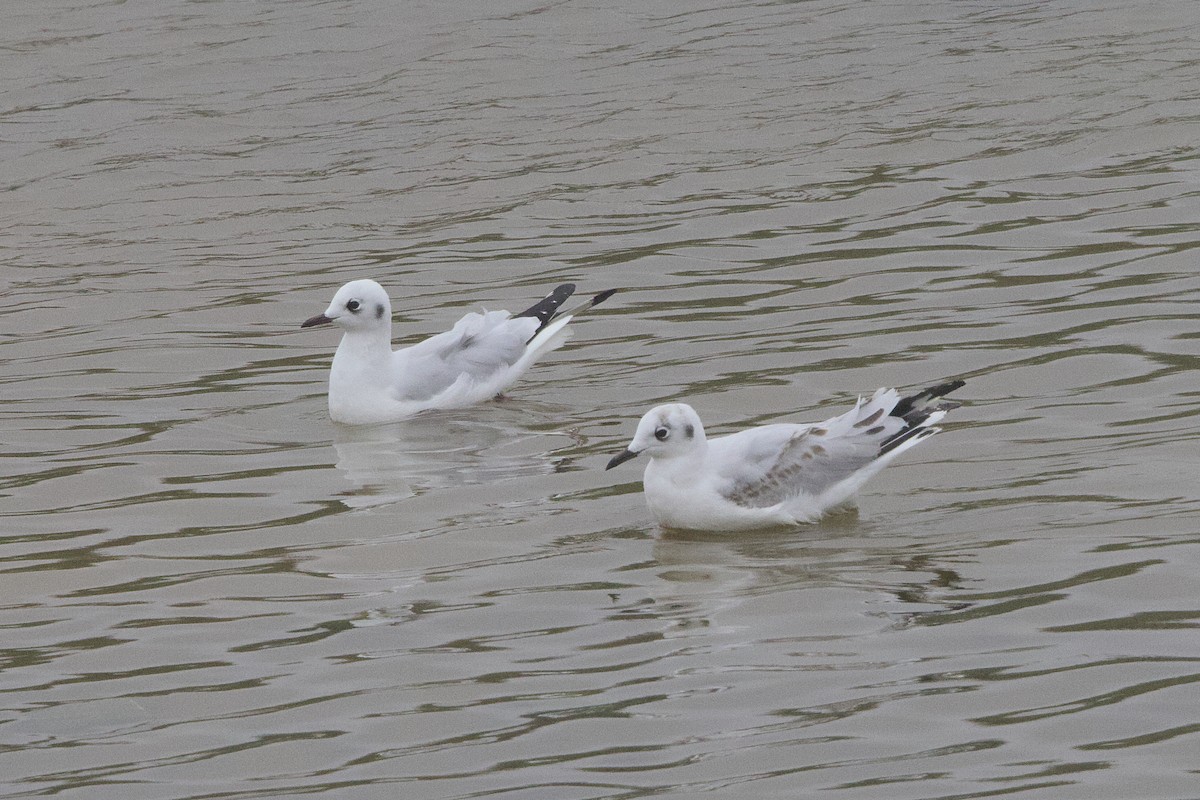 Gaviota Andina - ML638466334