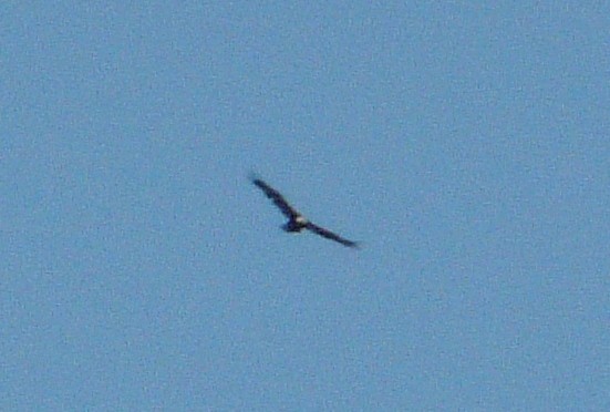 California Condor - ML638466361