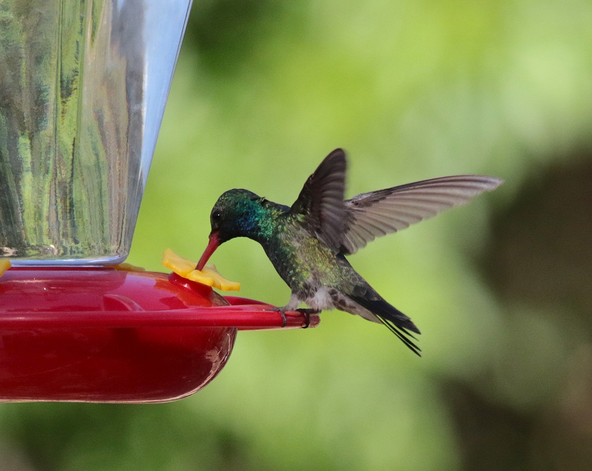 Broad-billed Hummingbird - ML638466366