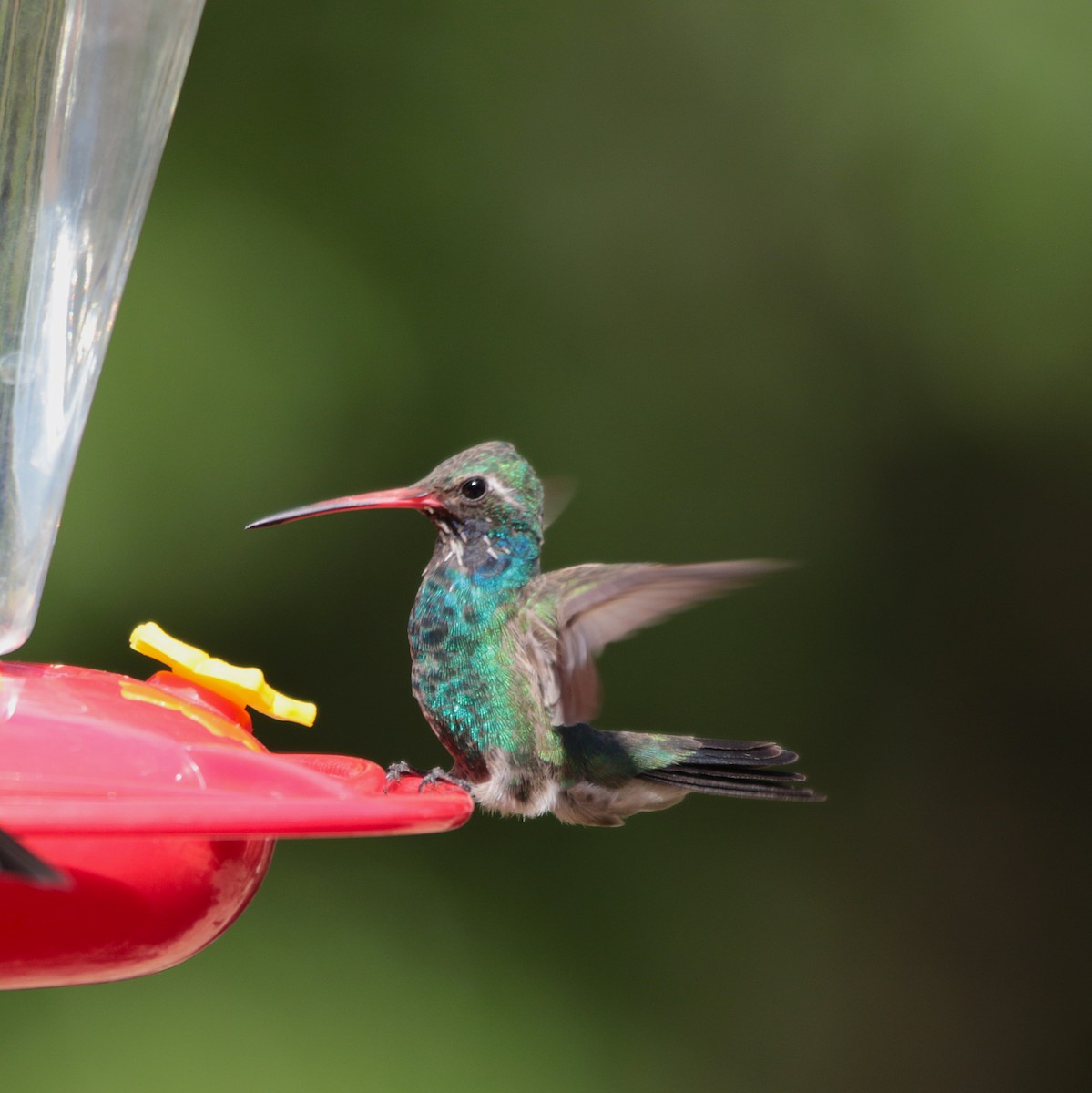 Broad-billed Hummingbird - ML638466367
