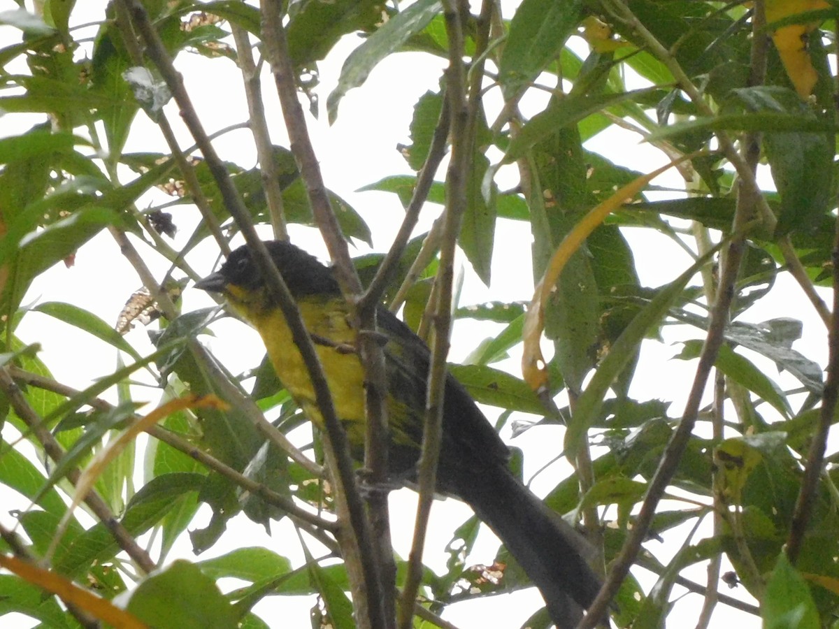 Dusky-headed Brushfinch - ML638466368