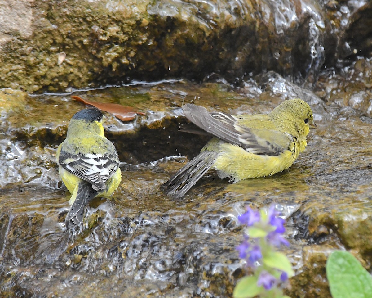Lesser Goldfinch - ML638466375