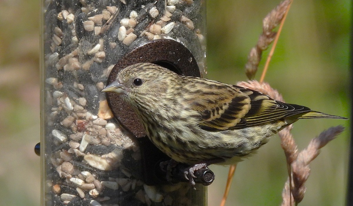 Pine Siskin - ML638466381
