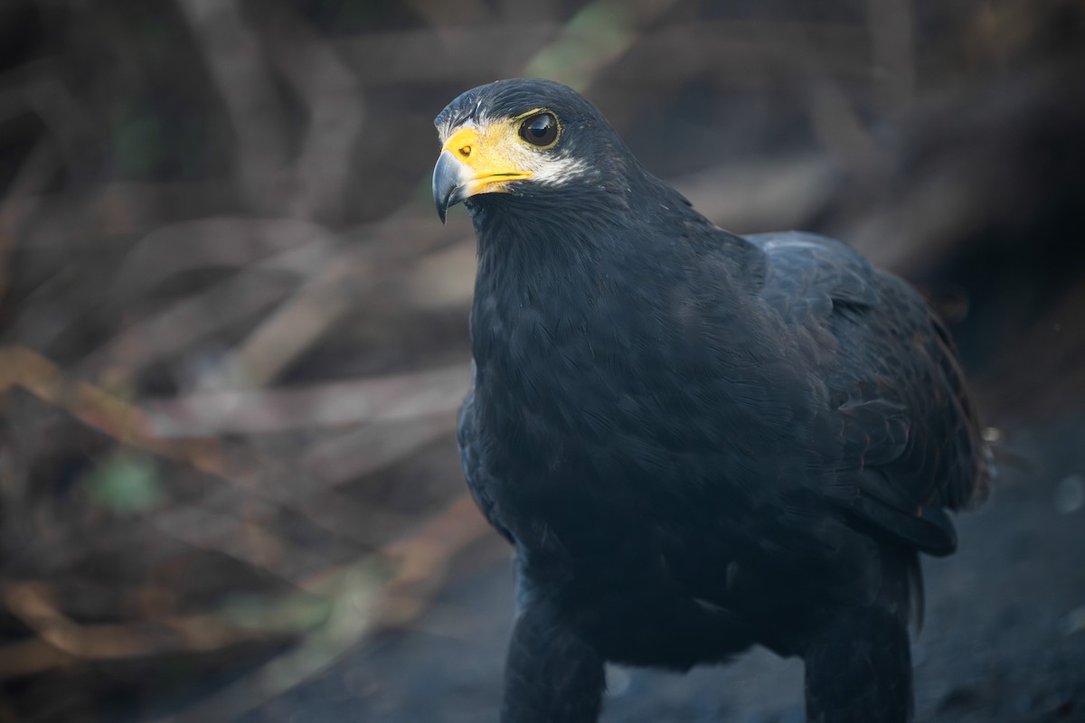 Common Black Hawk - ML638466396