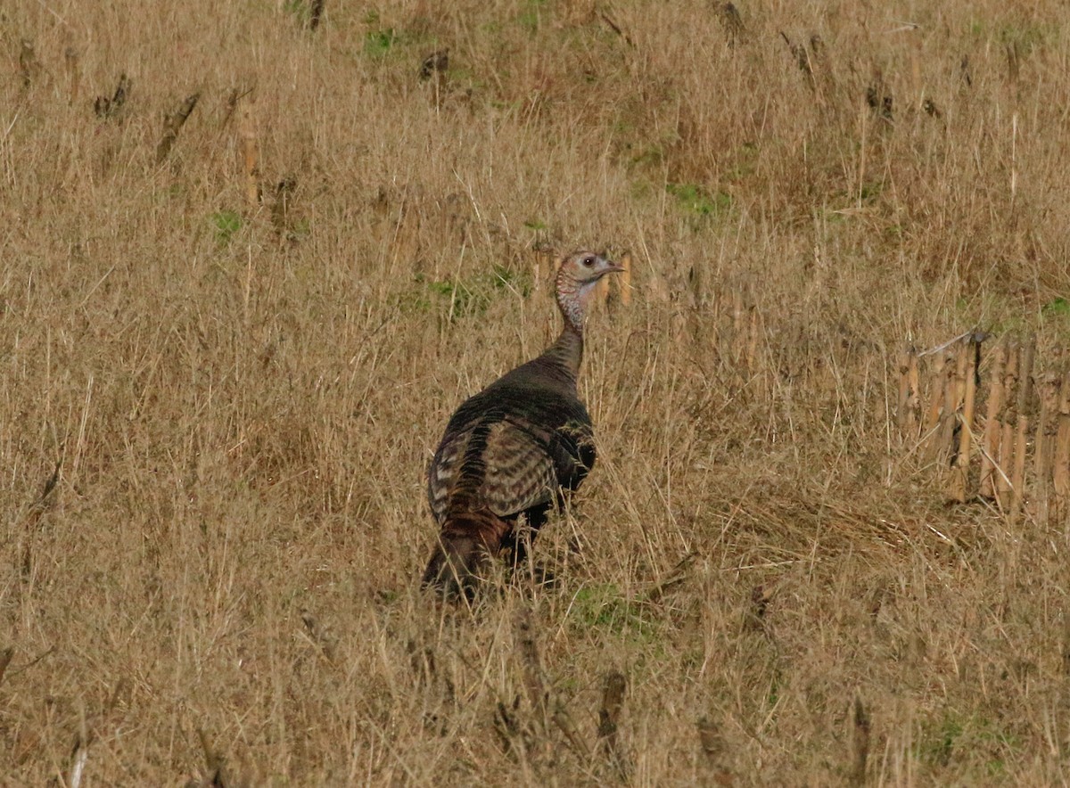 Wild Turkey - ML638466402