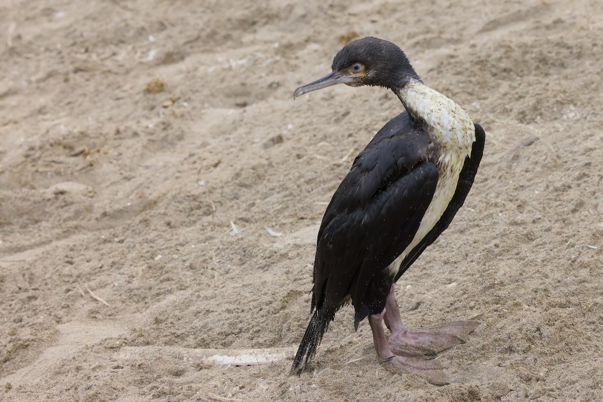 Cormorán Guanay - ML638466418