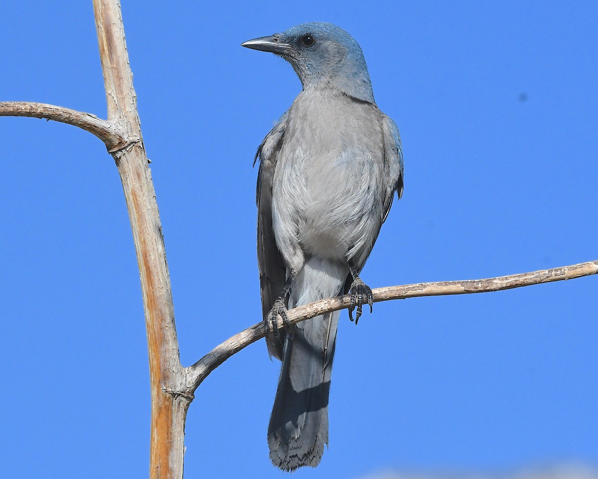 Mexican Jay (Arizona) - ML638466437
