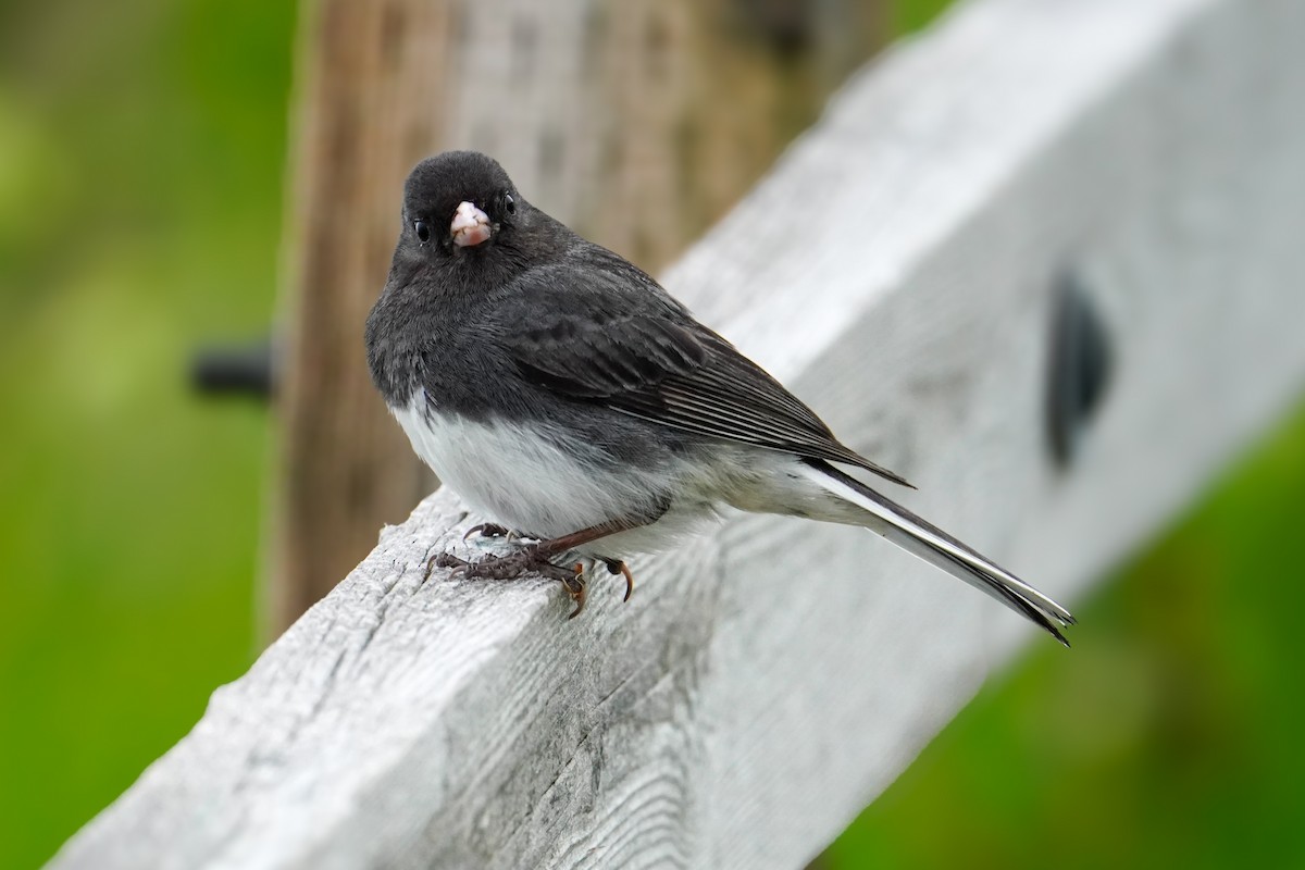 Dark-eyed Junco - ML638466444