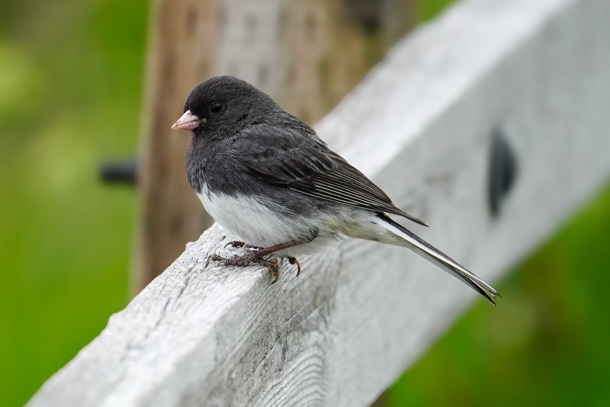 Dark-eyed Junco - ML638466445