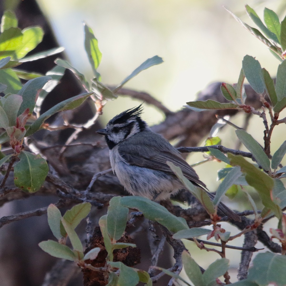 Bridled Titmouse - ML638466549