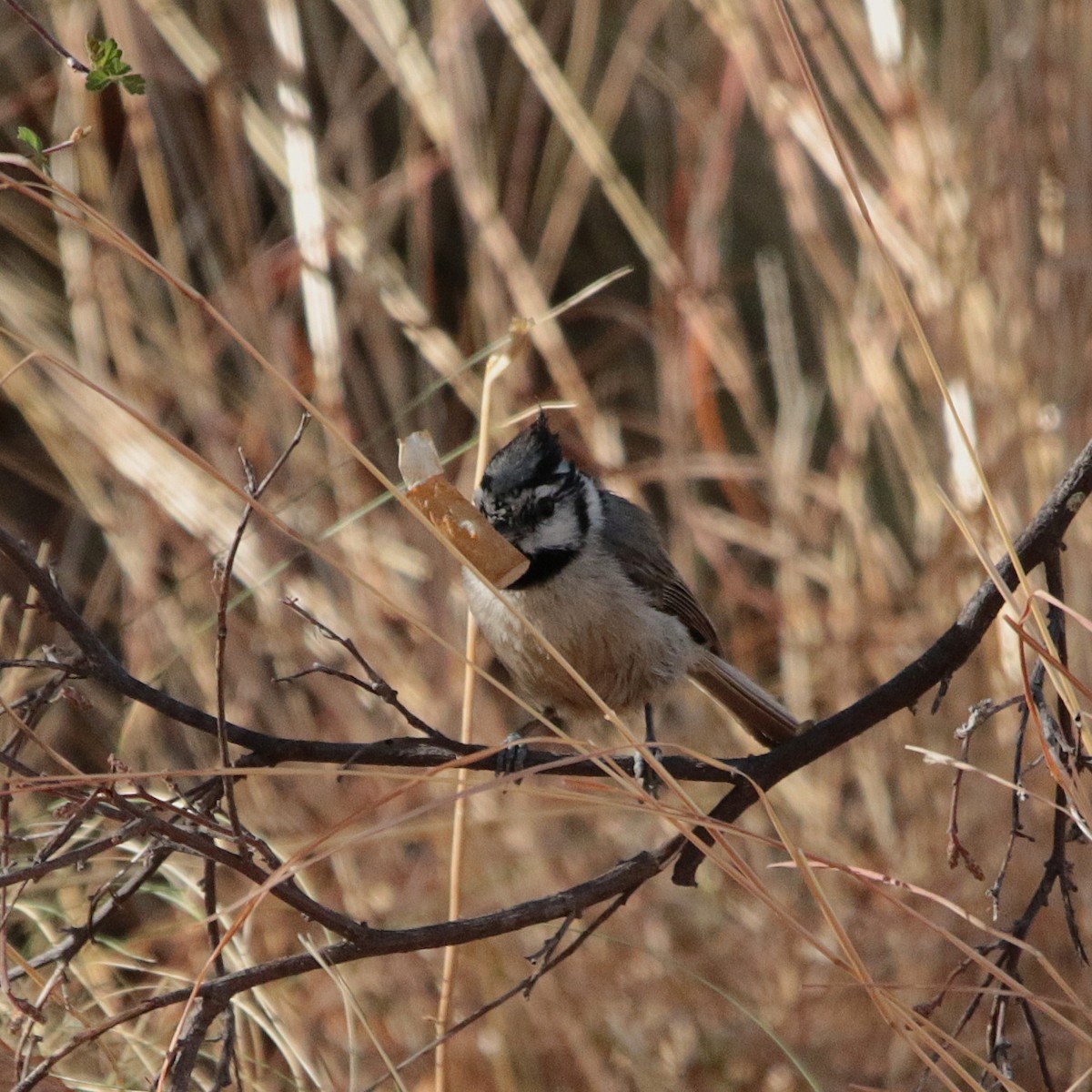 Bridled Titmouse - ML638466553
