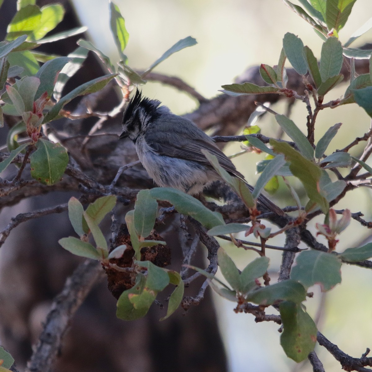 Bridled Titmouse - ML638466554