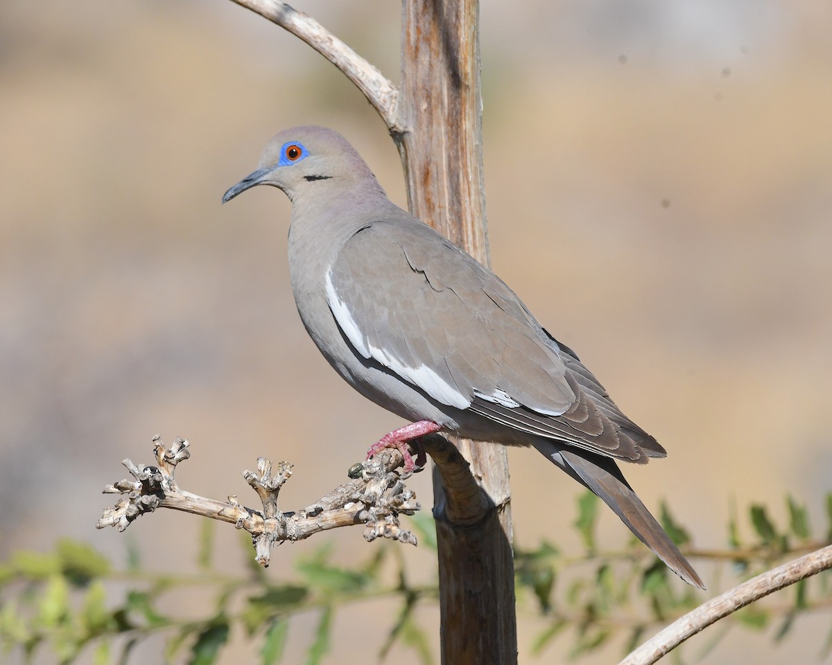 White-winged Dove - ML638466589