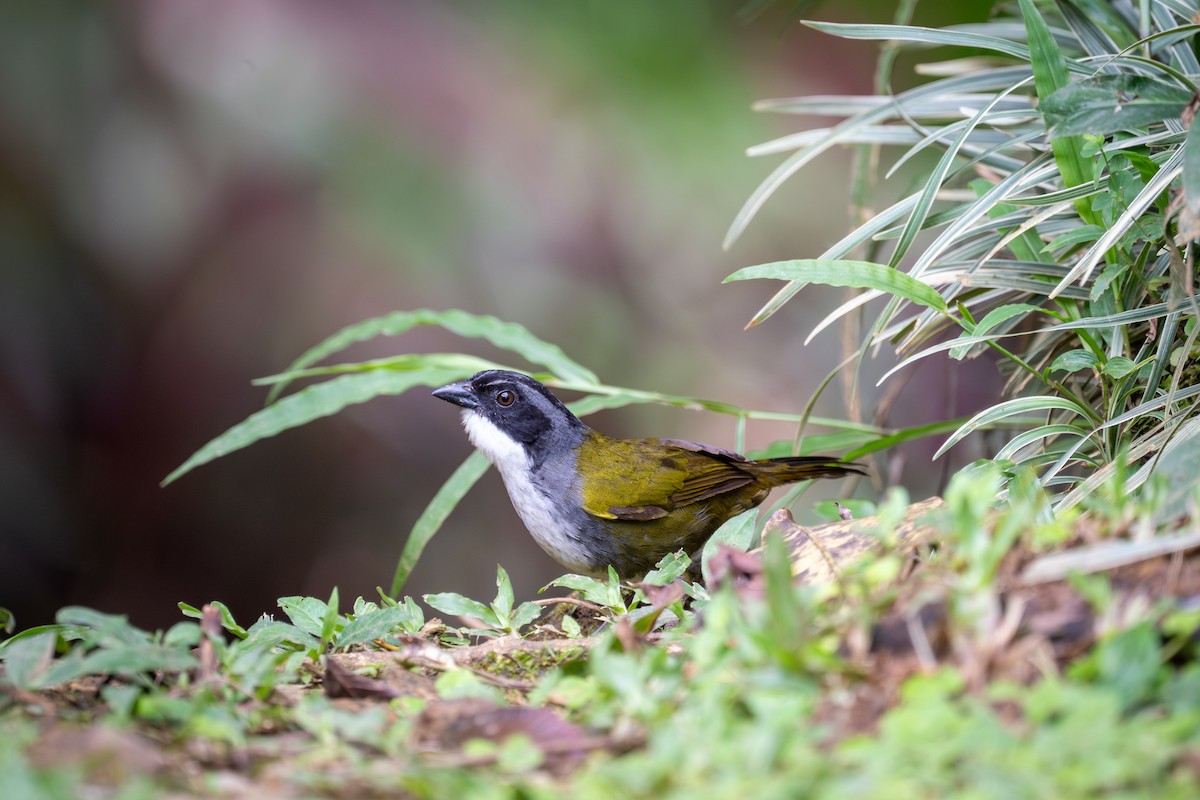 Costa Rican Brushfinch - ML638466597