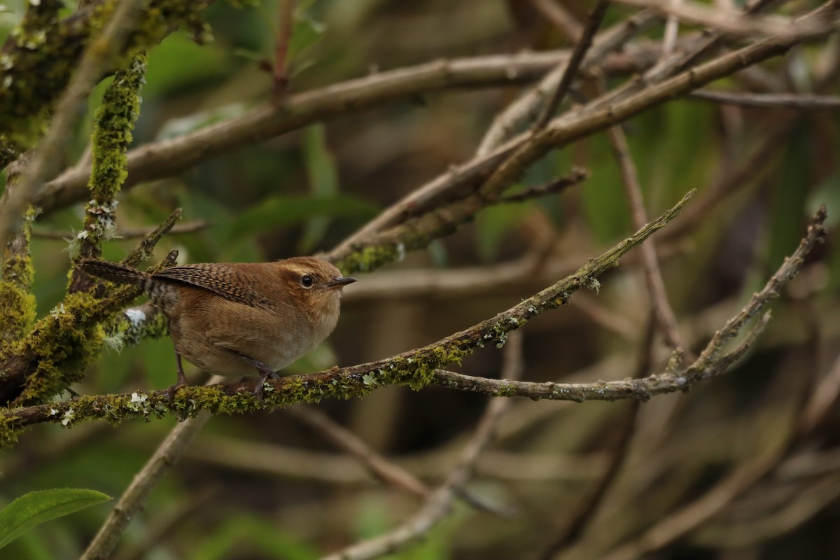 Mountain Wren - ML638466623