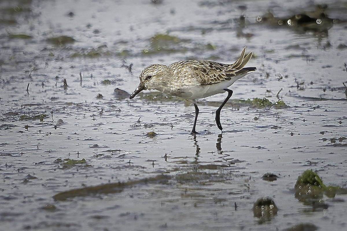 Semipalmated Sandpiper - ML638466634