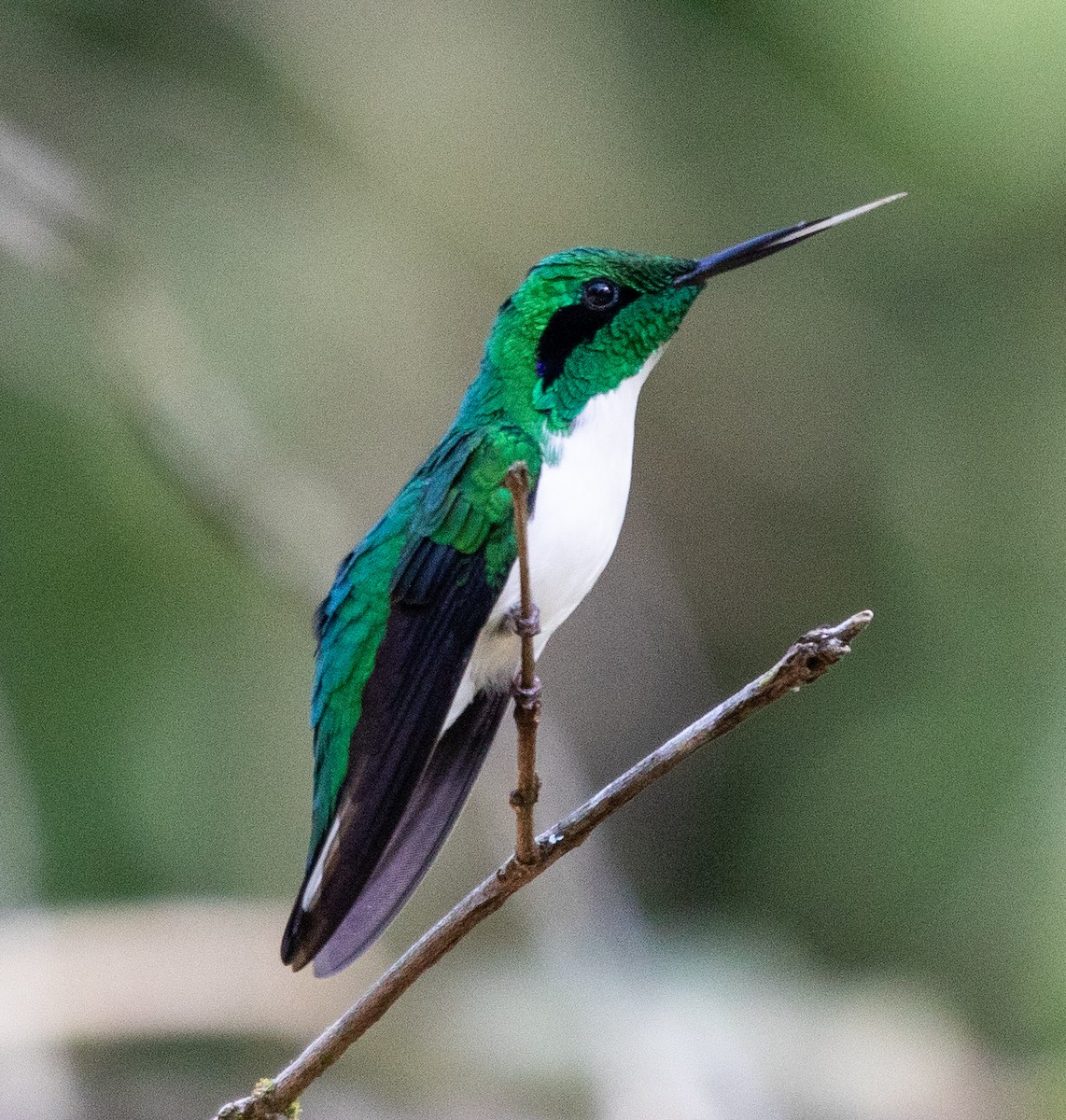 Black-eared Fairy - ML638466637