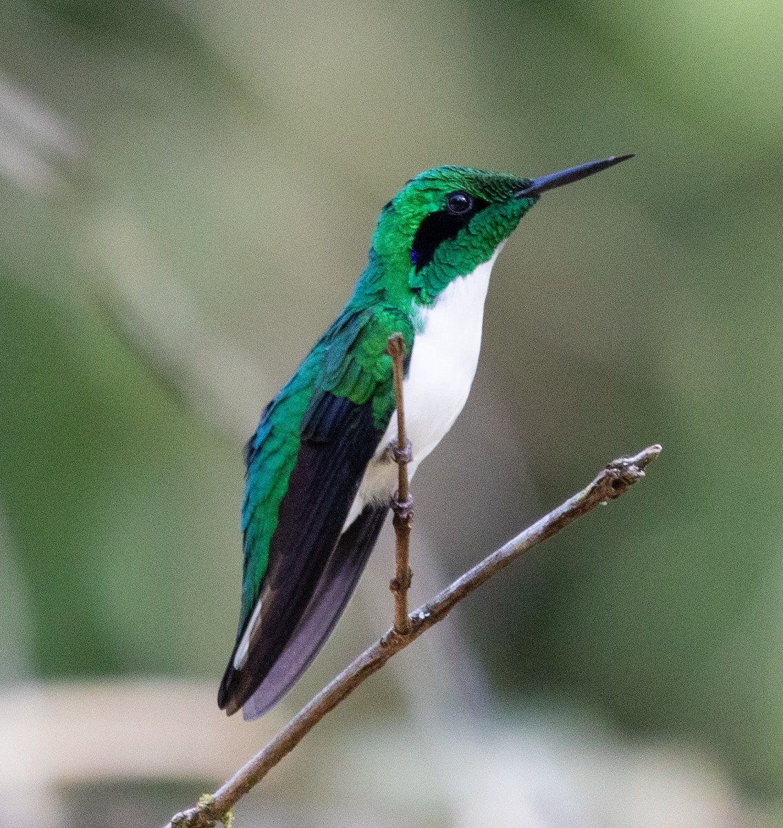 Black-eared Fairy - ML638466639