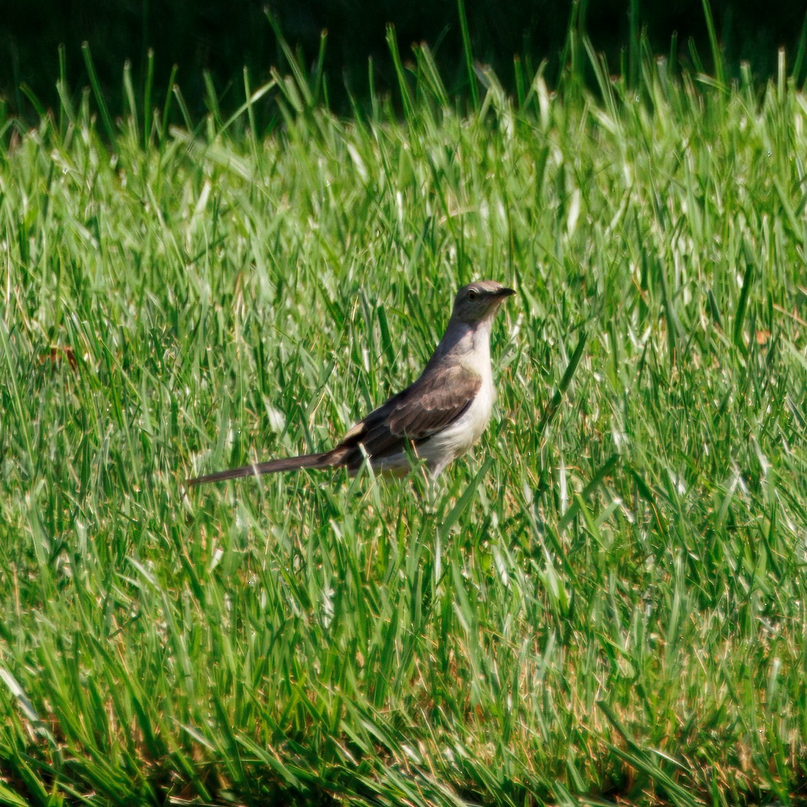Northern Mockingbird - ML638466645
