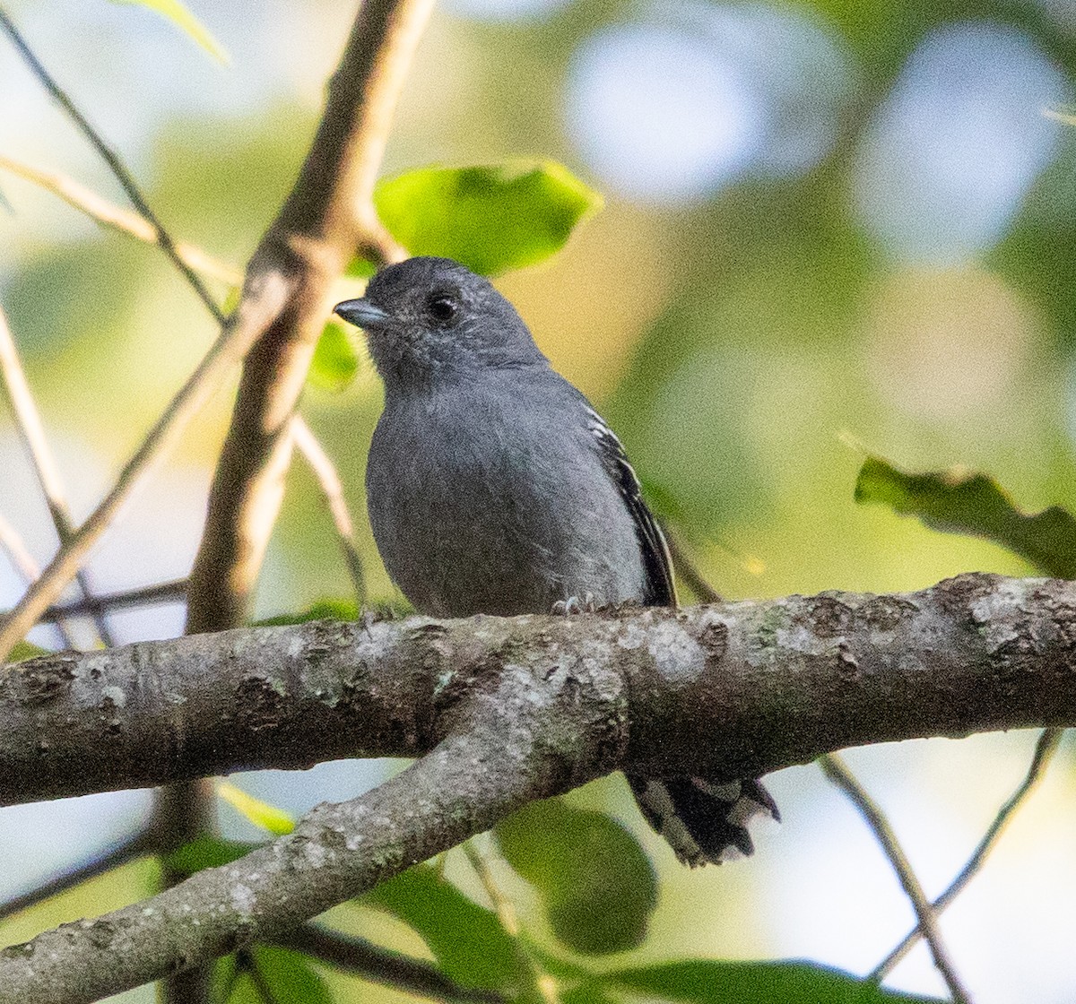 Variable Antshrike - ML638466653