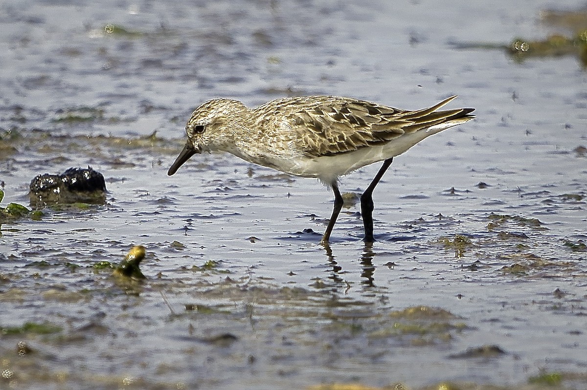 Semipalmated Sandpiper - ML638466670