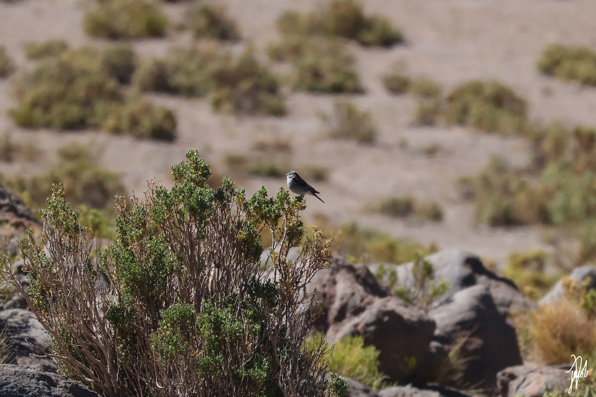 Ash-breasted Sierra Finch - ML638466677