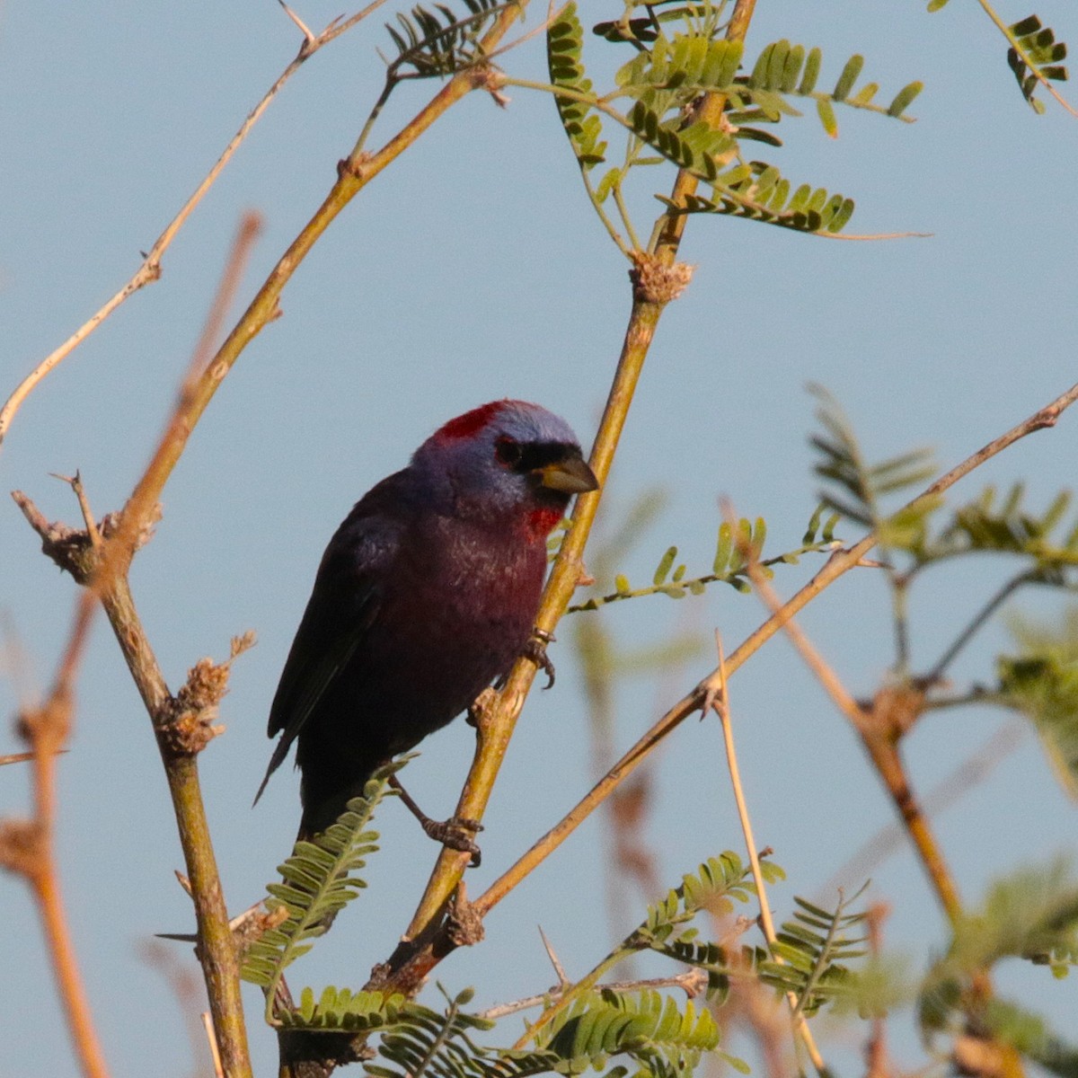 Varied Bunting - ML638466682