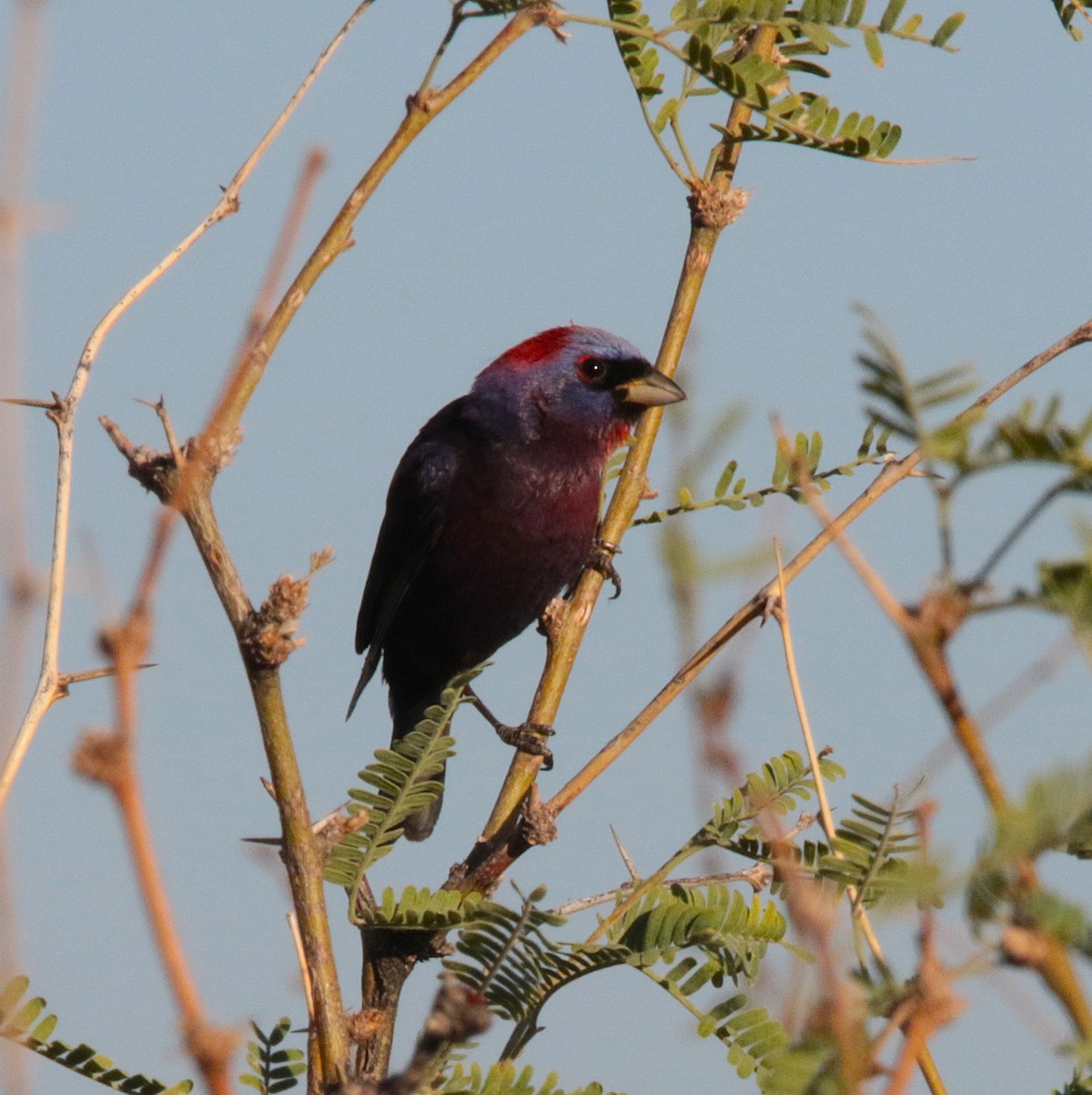 Varied Bunting - ML638466683