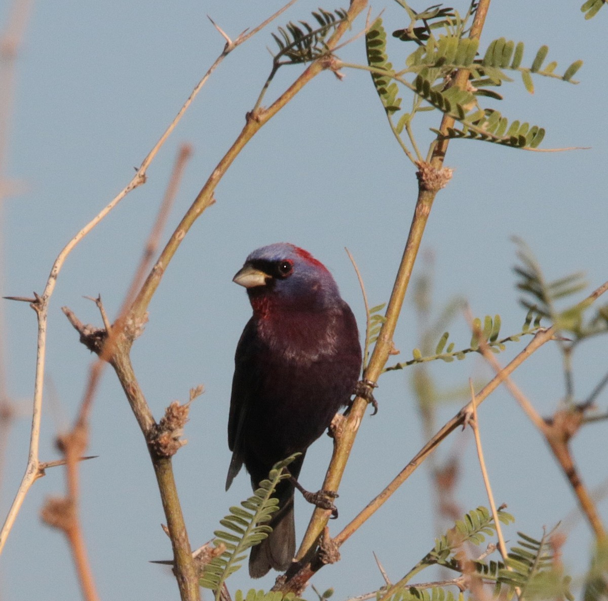 Varied Bunting - ML638466684