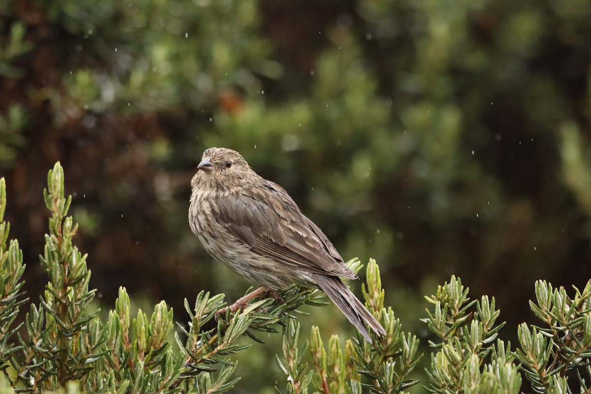 gråandesspurv - ML638466690