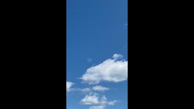 Bank Swallow - ML638466701