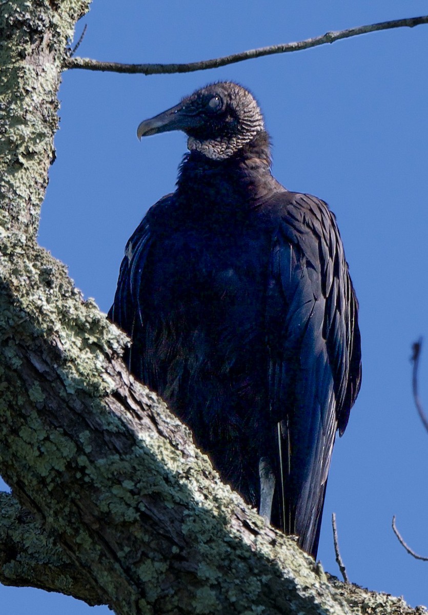 Black Vulture - ML638466713