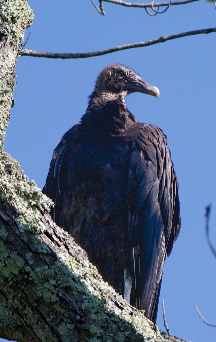Black Vulture - ML638466714