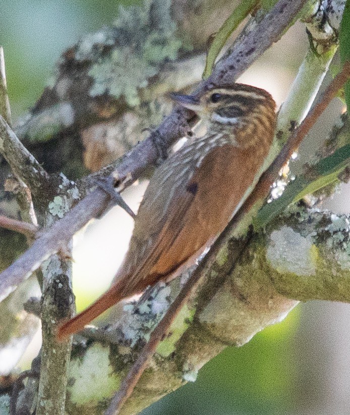 Streaked Xenops - ML638466718