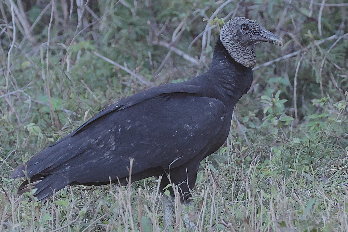 Black Vulture - ML638466751