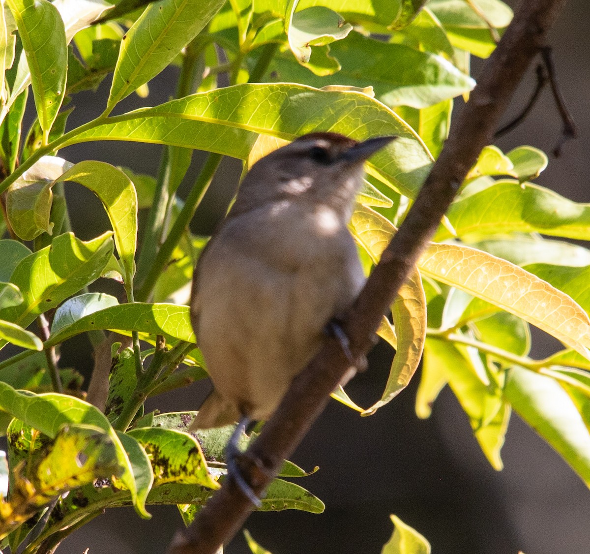 Rufous-fronted Thornbird - ML638466761
