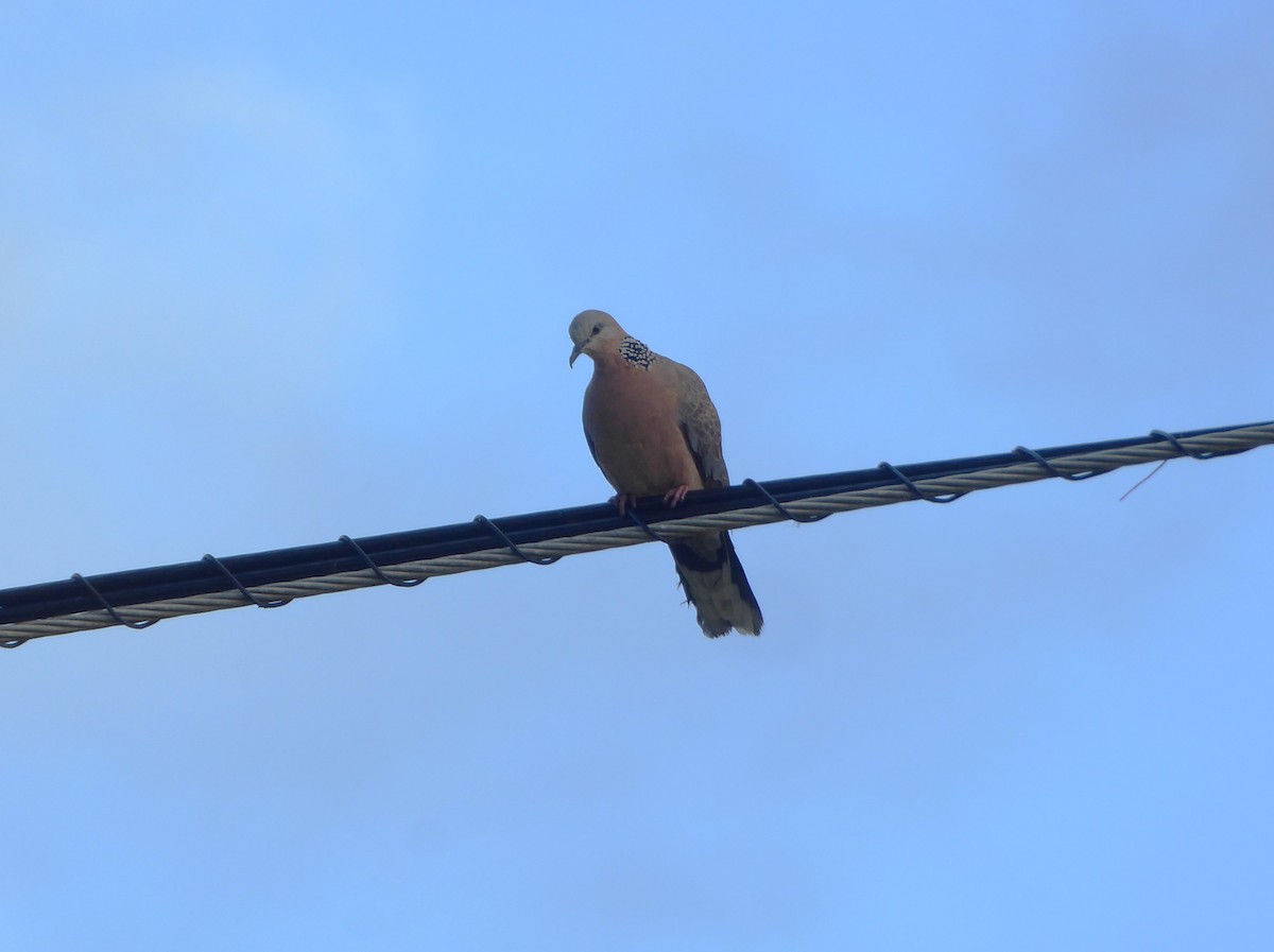 Spotted Dove - ML638466777