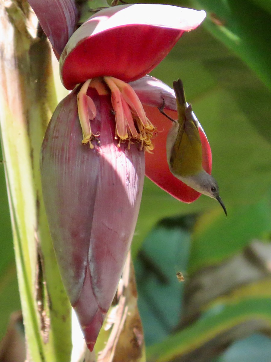 Bannerman's Sunbird - ML638466825