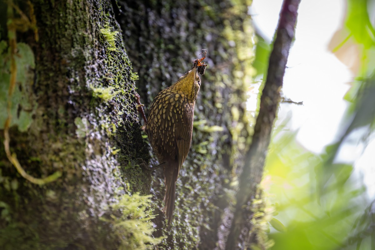 Spotted Barbtail - ML638466830