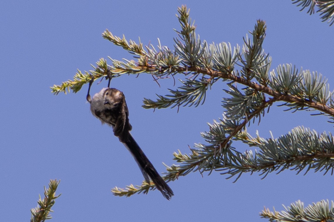 Long-tailed Tit - ML638466849