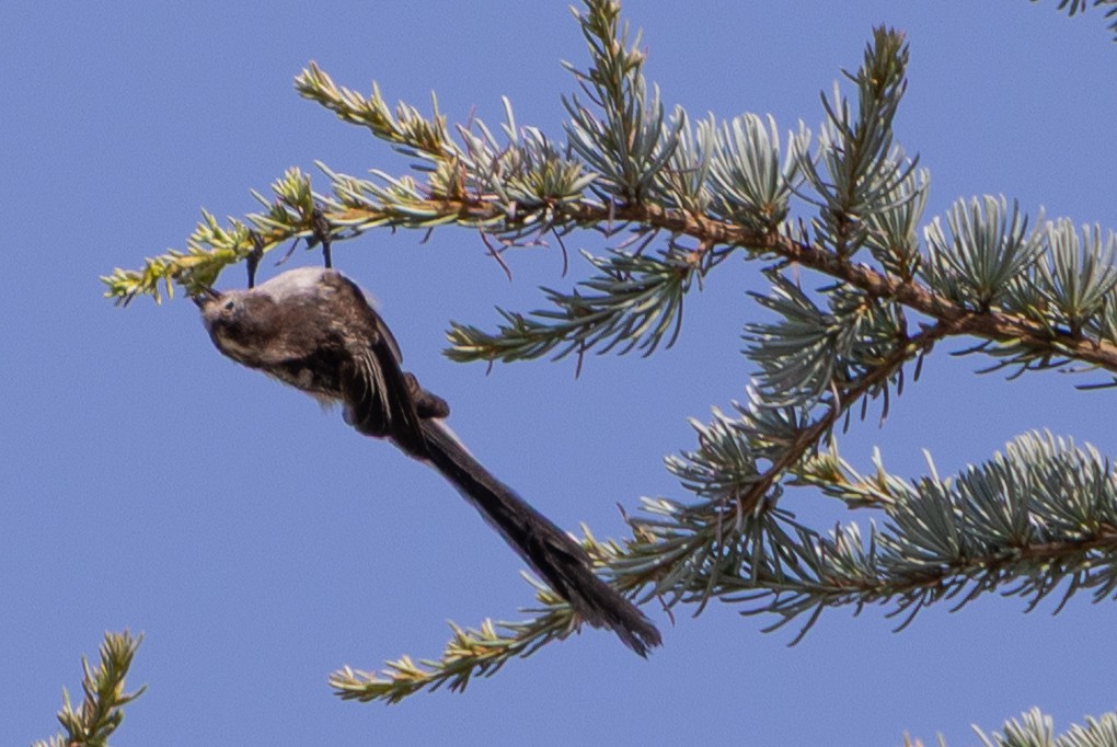 Long-tailed Tit - ML638466850