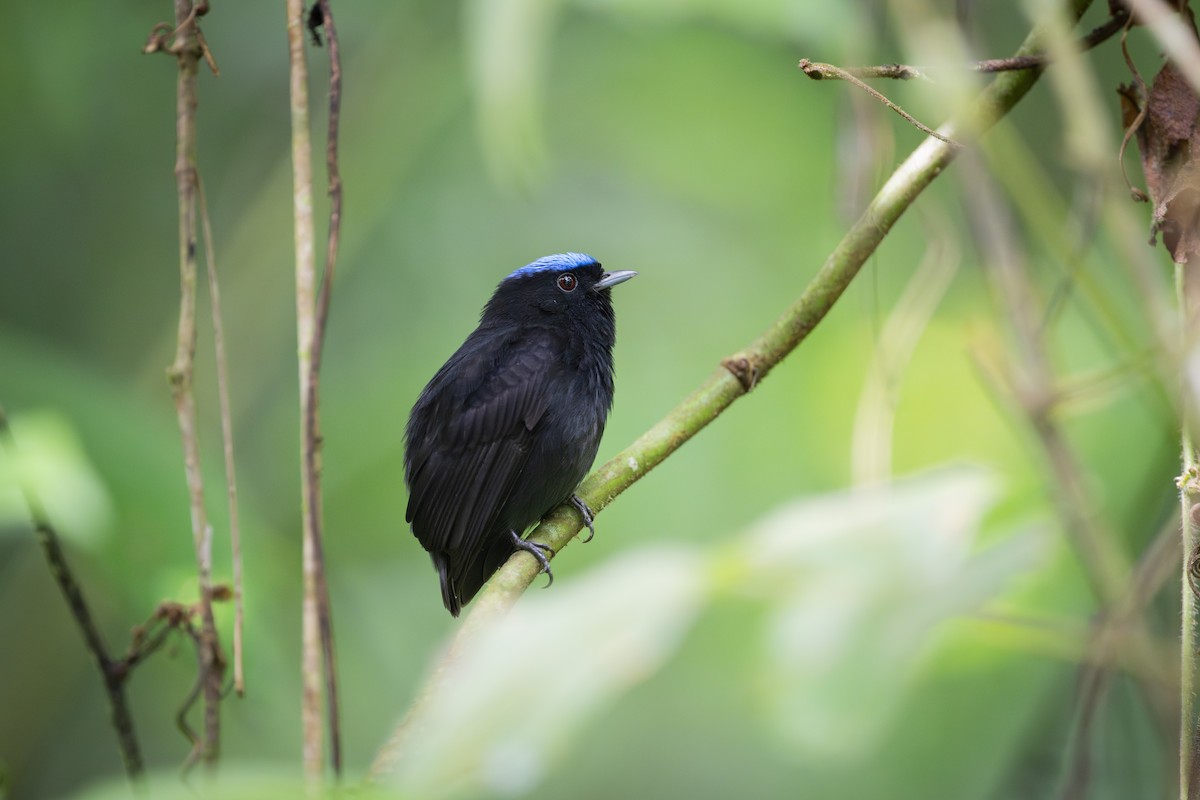 Velvety Manakin - ML638466871