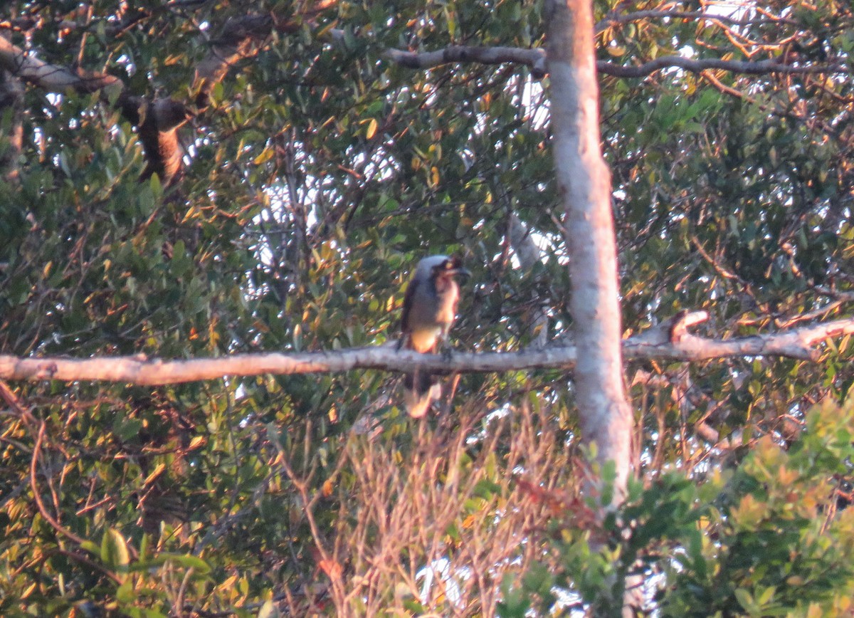 Azure-naped Jay (Campina) - ML638466927
