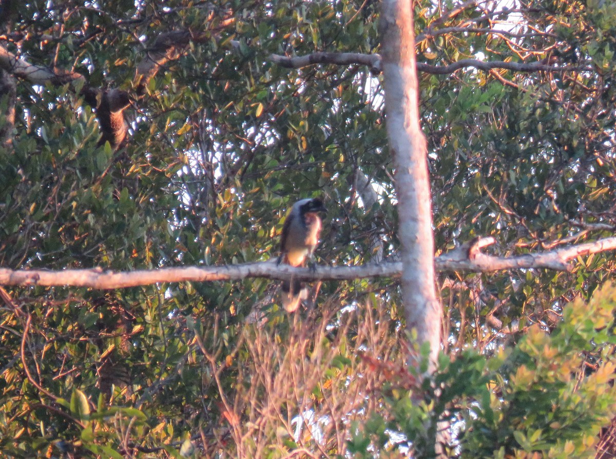 Azure-naped Jay (Campina) - ML638466938