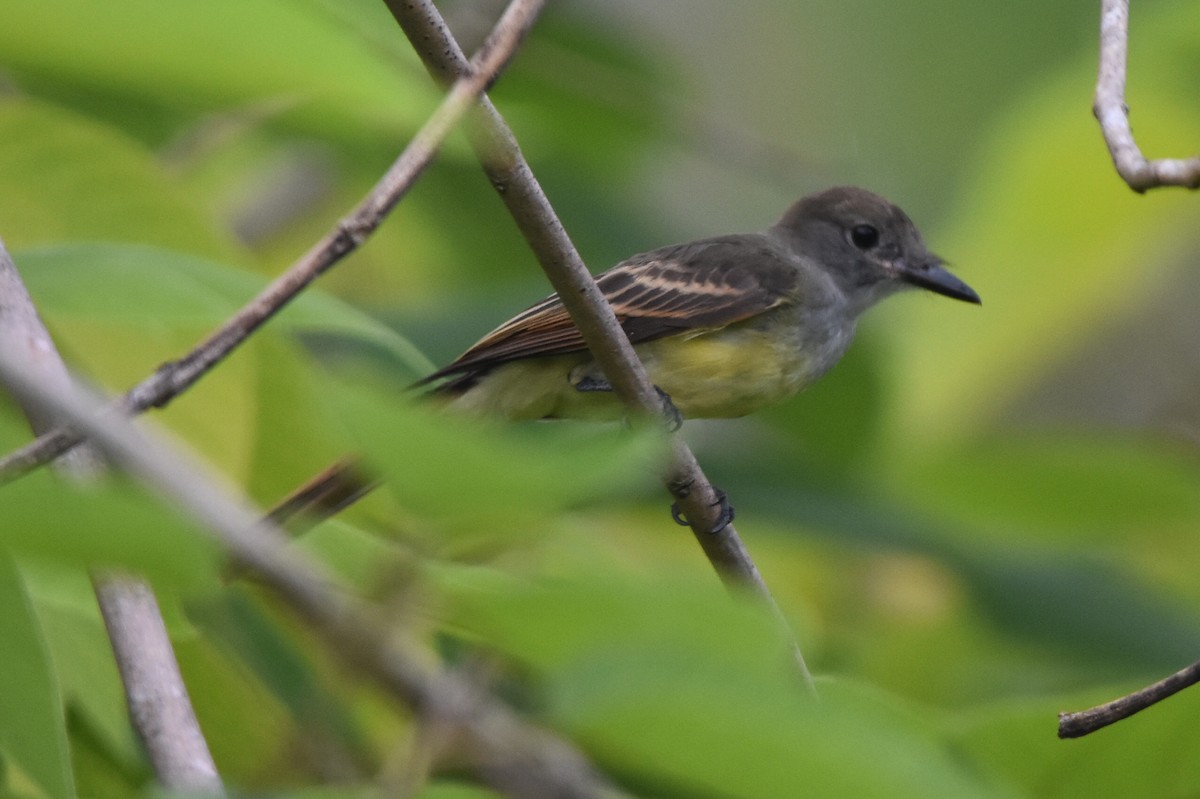 Great Crested Flycatcher - ML638466942