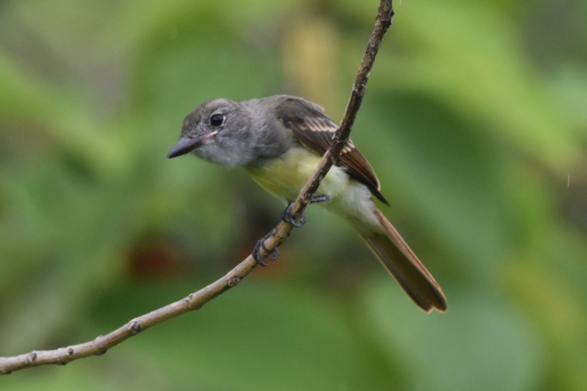 Great Crested Flycatcher - ML638466943