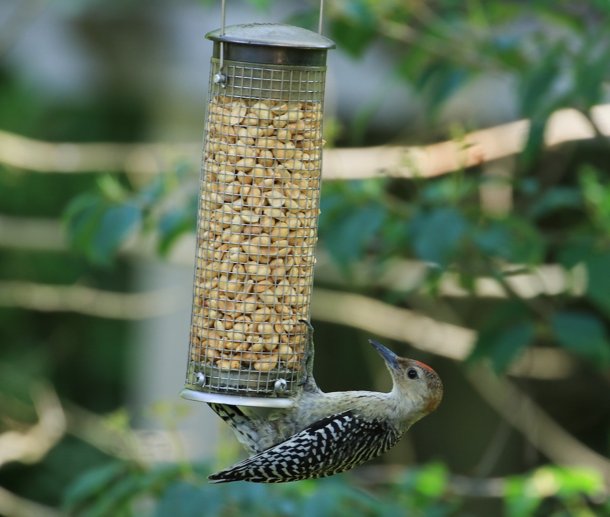 Red-bellied Woodpecker - ML638466945