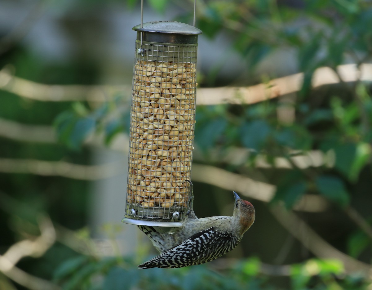 Red-bellied Woodpecker - ML638466947