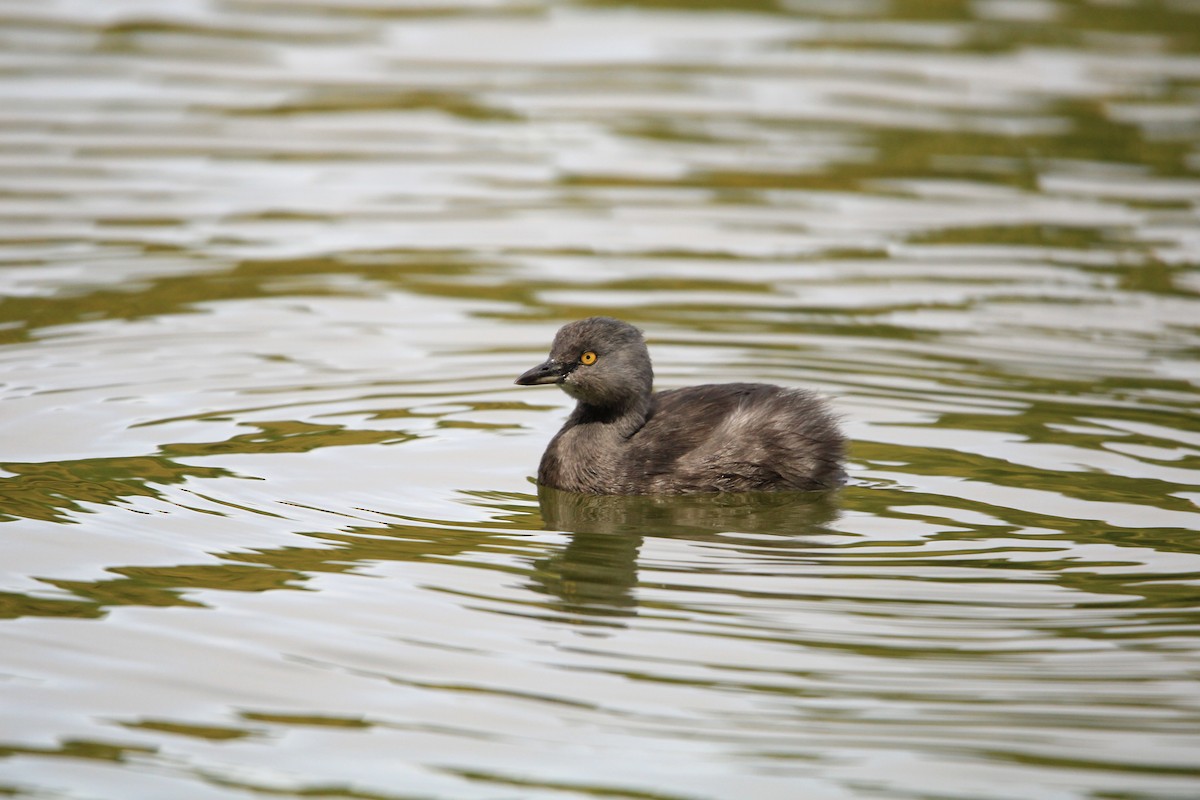 Least Grebe - ML638466951