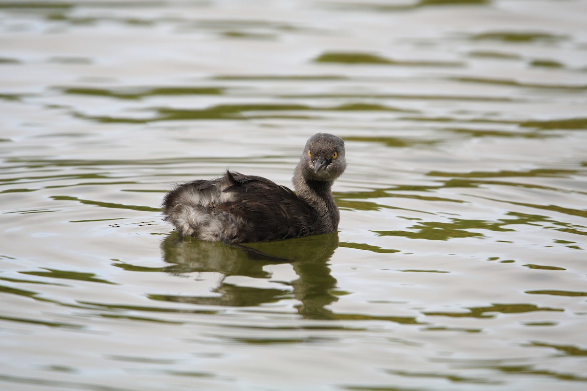 Least Grebe - ML638466952